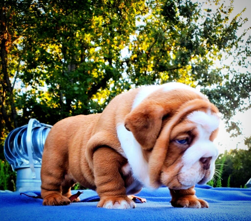 Puppy 1