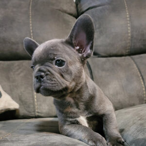 Frenchie Boy 1