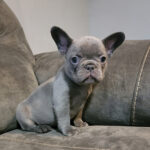 Grey lilac female french bulldog on couch for sale
