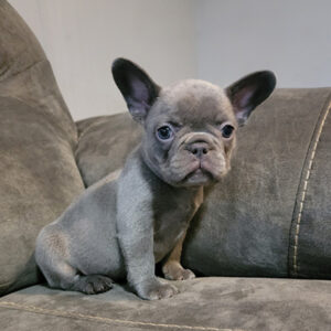 Grey lilac female french bulldog on couch for sale